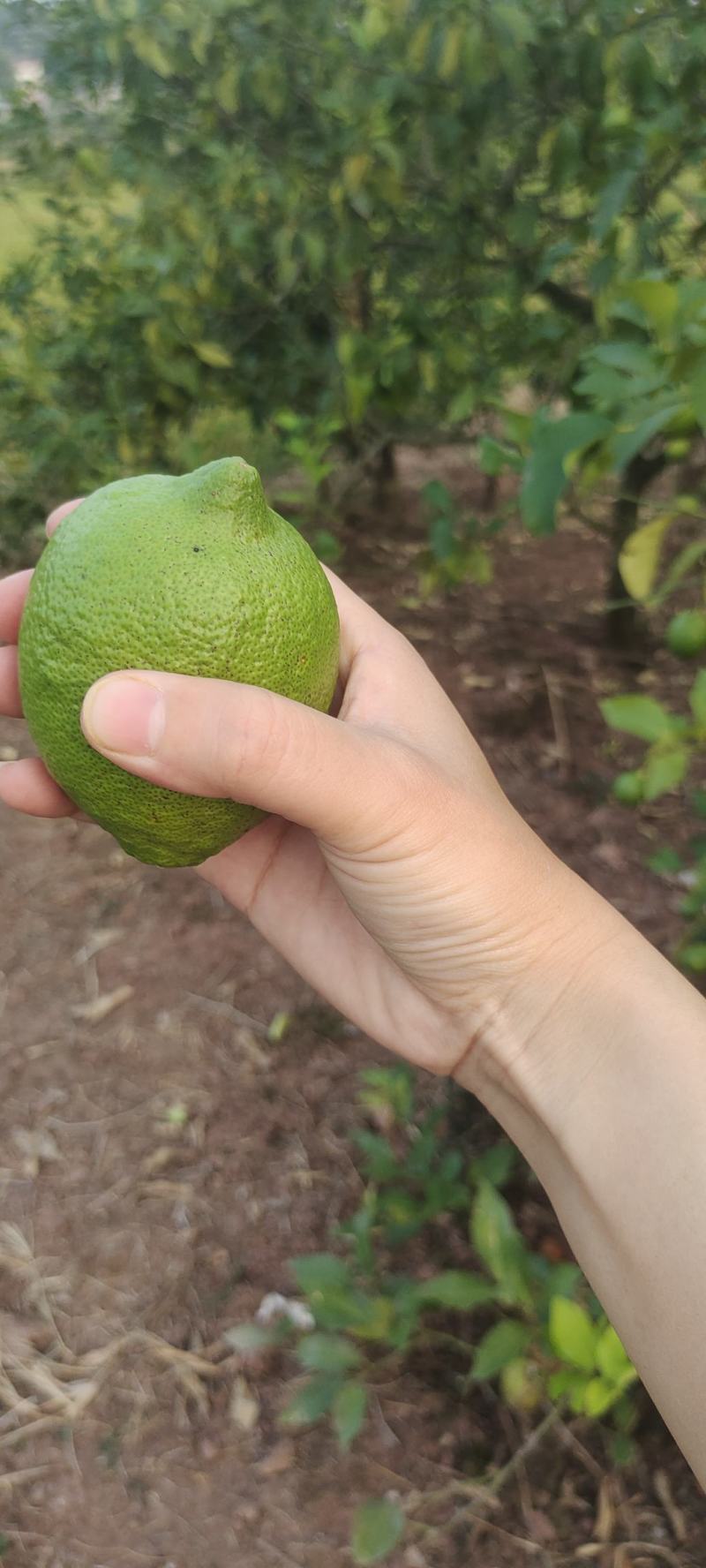 四川安岳黄柠檬当季鲜果非无籽薄皮酸爽果饮榨汁专用商用产地