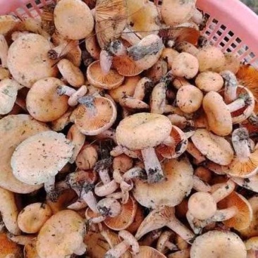 黄枞菌，野生蘑菇