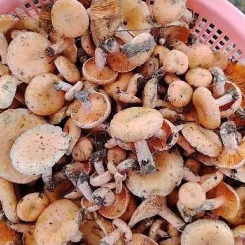 黄枞菌，野生蘑菇
