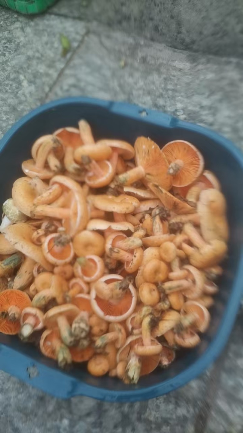 黄枞菌，野生蘑菇