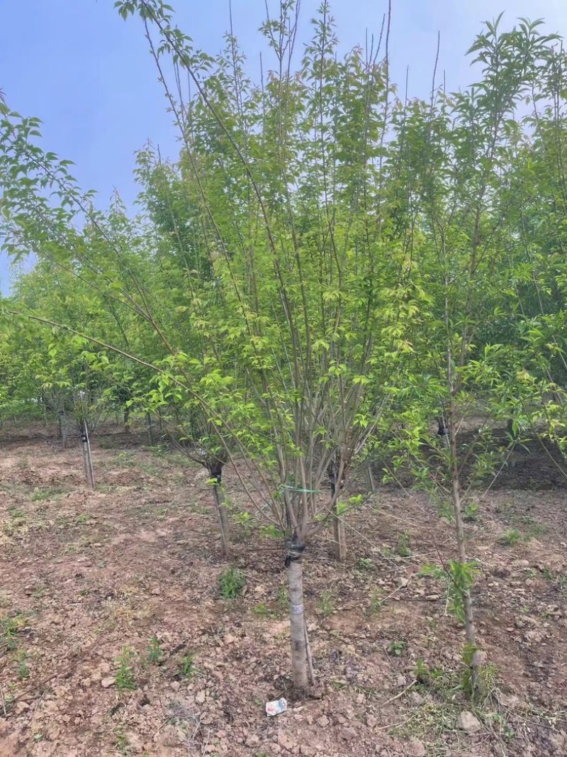耐寒梅花工程苗庭院绿化苗，基地直发，现挖现发量大优惠