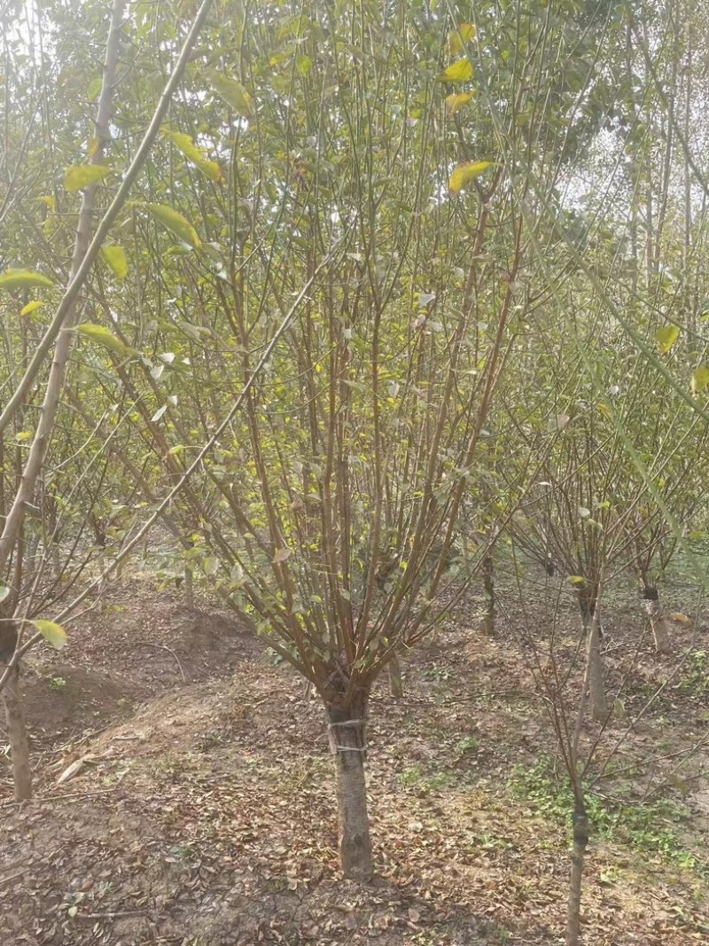 耐寒梅花工程苗庭院绿化苗，基地直发，现挖现发量大优惠