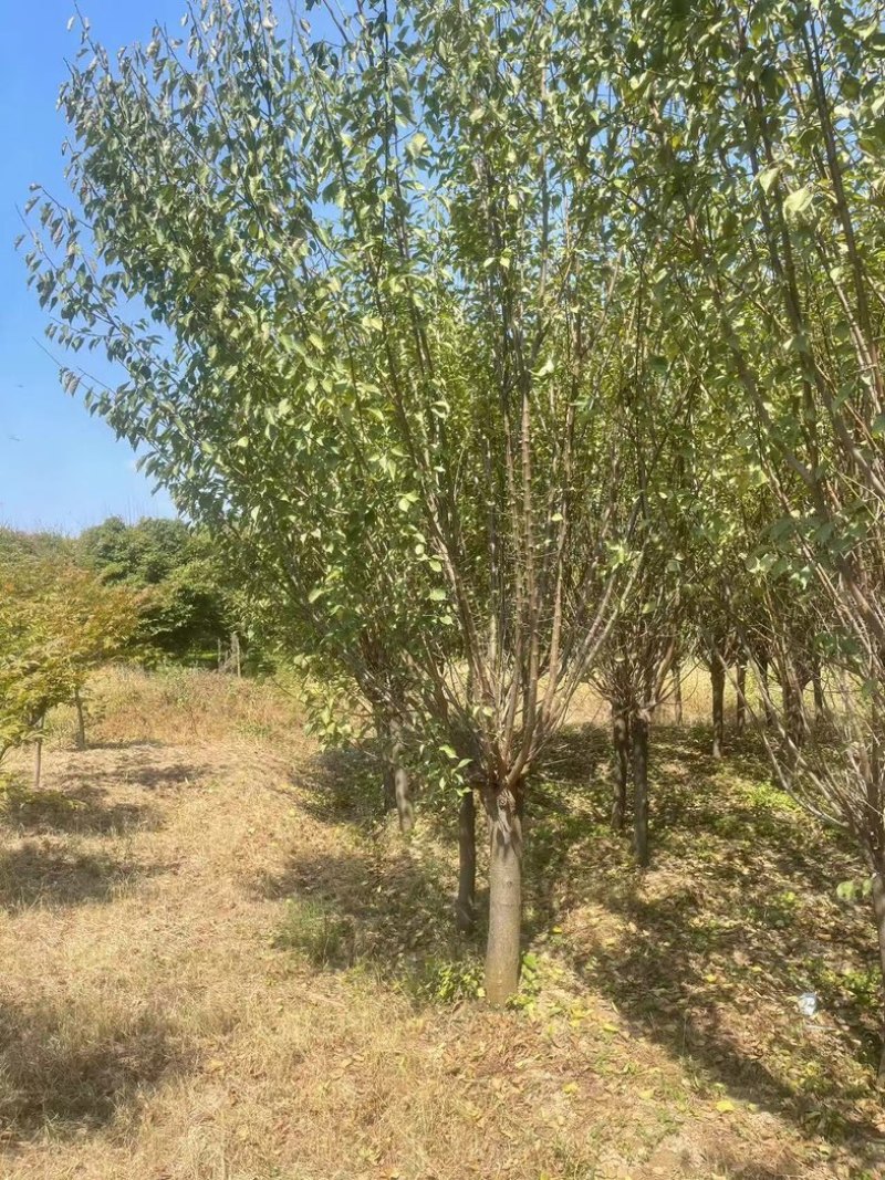 耐寒梅花工程苗庭院绿化苗，基地直发，现挖现发量大优惠