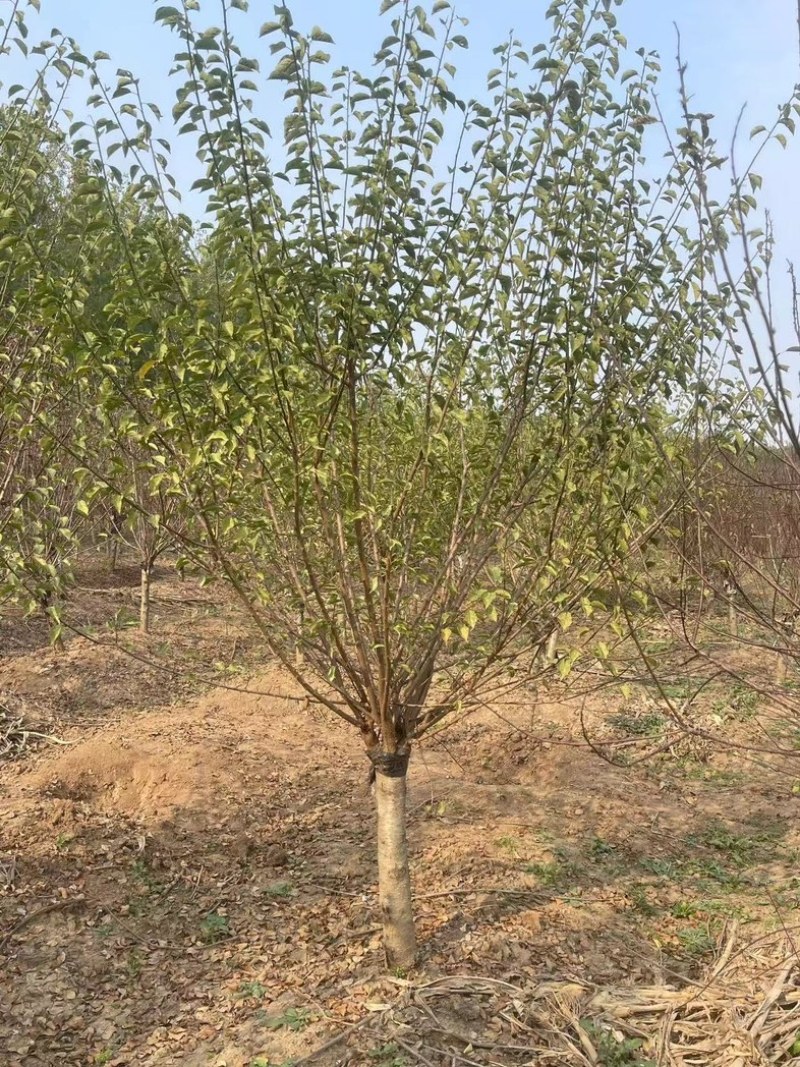 耐寒梅花工程苗庭院绿化苗，基地直发，现挖现发量大优惠