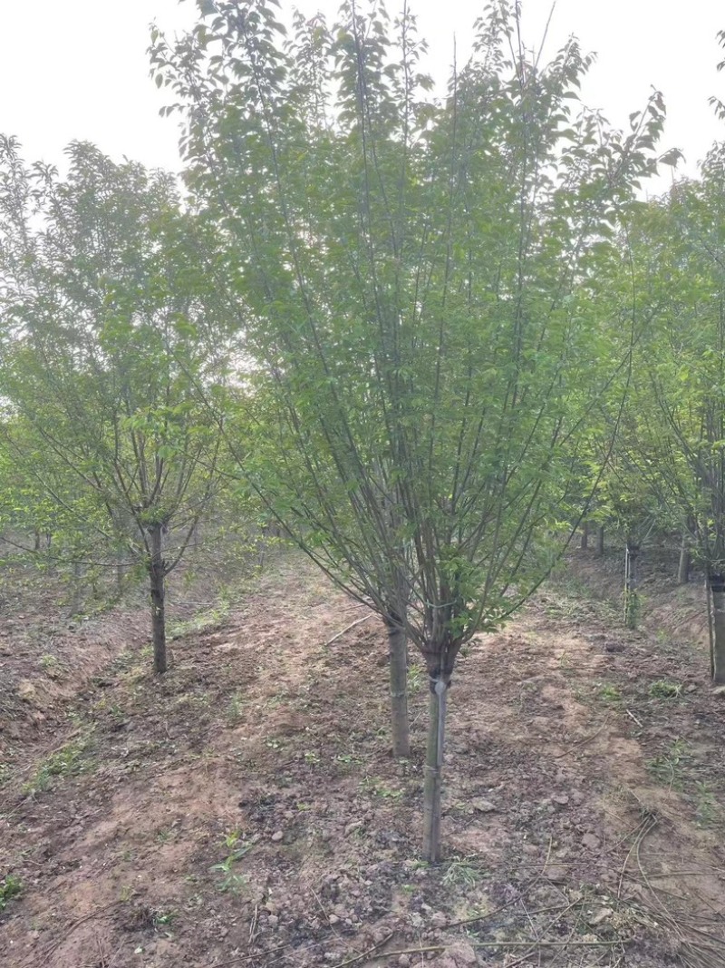 耐寒梅花工程苗庭院绿化苗，基地直发，现挖现发量大优惠