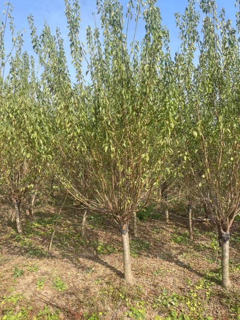 耐寒梅花工程苗庭院绿化苗，基地直发，现挖现发量大优惠