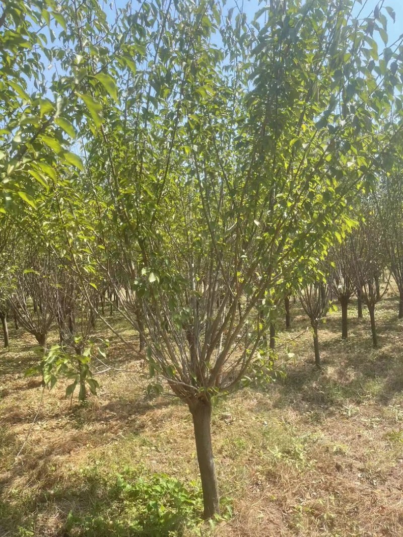 耐寒梅花工程苗庭院绿化苗，基地直发，现挖现发量大优惠