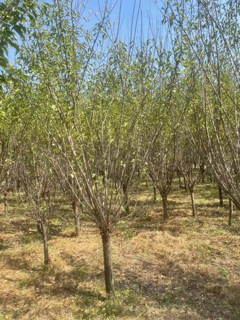 耐寒梅花工程苗庭院绿化苗，基地直发，现挖现发量大优惠