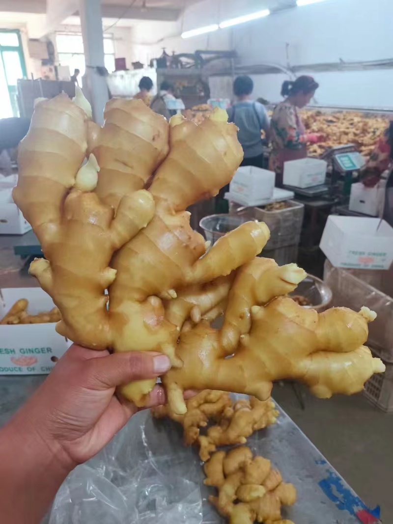 山东生姜基地直发/块大颜色靓，辣味十足，质量保证全国发货