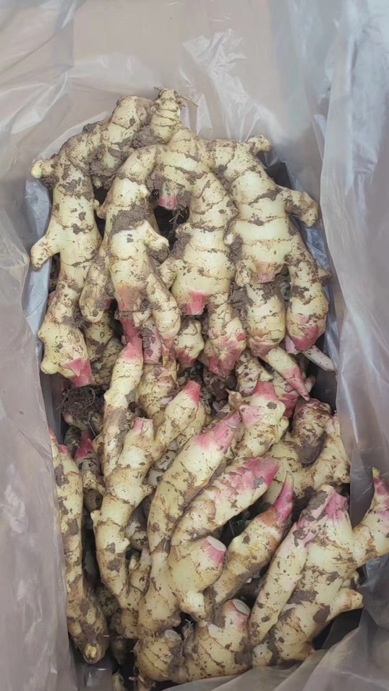山东生姜基地直发/块大颜色靓，辣味十足，质量保证全国发货