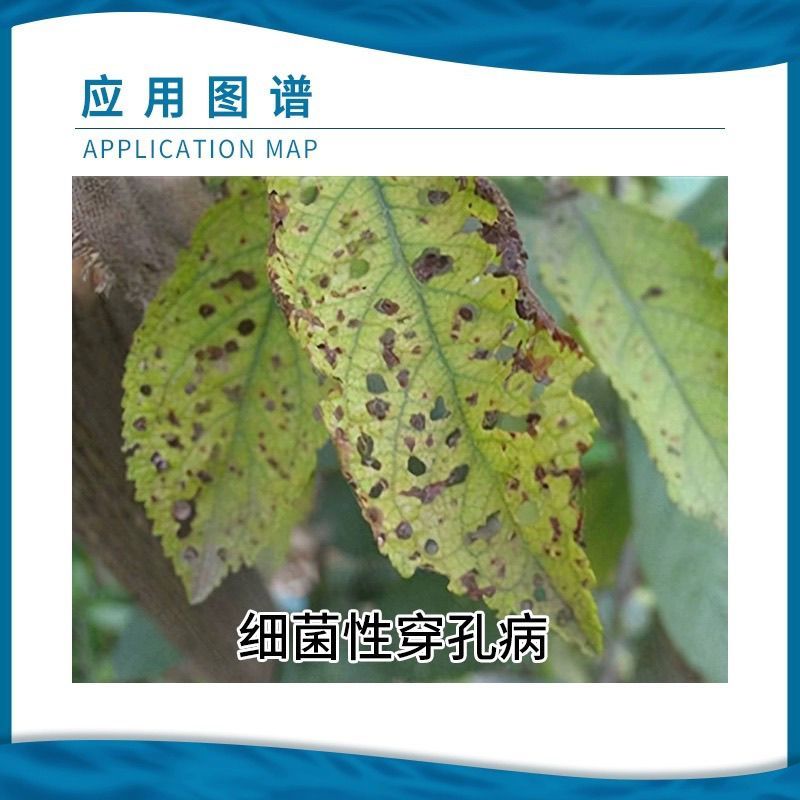 汤普森细诺溴硝醇桃树细菌穿孔病正品农药杀菌剂～品牌产品