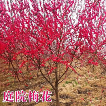 耐寒梅花工程苗庭院绿化苗，基地直发，现挖现发量大优惠