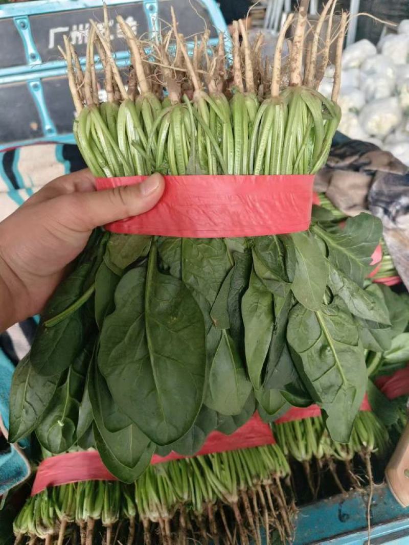 精品菠菜，大叶菠菜，大量上市，货源充足，邯郸产地直发