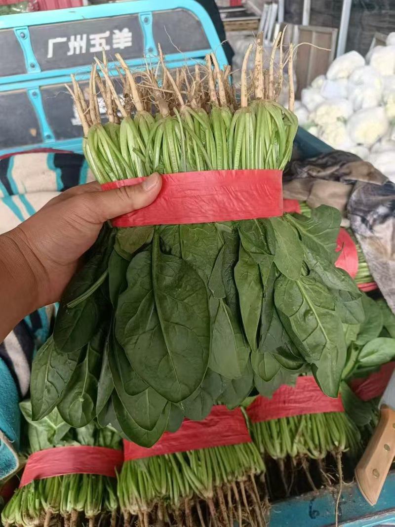 精品菠菜，大叶菠菜，大量上市，货源充足，邯郸产地直发