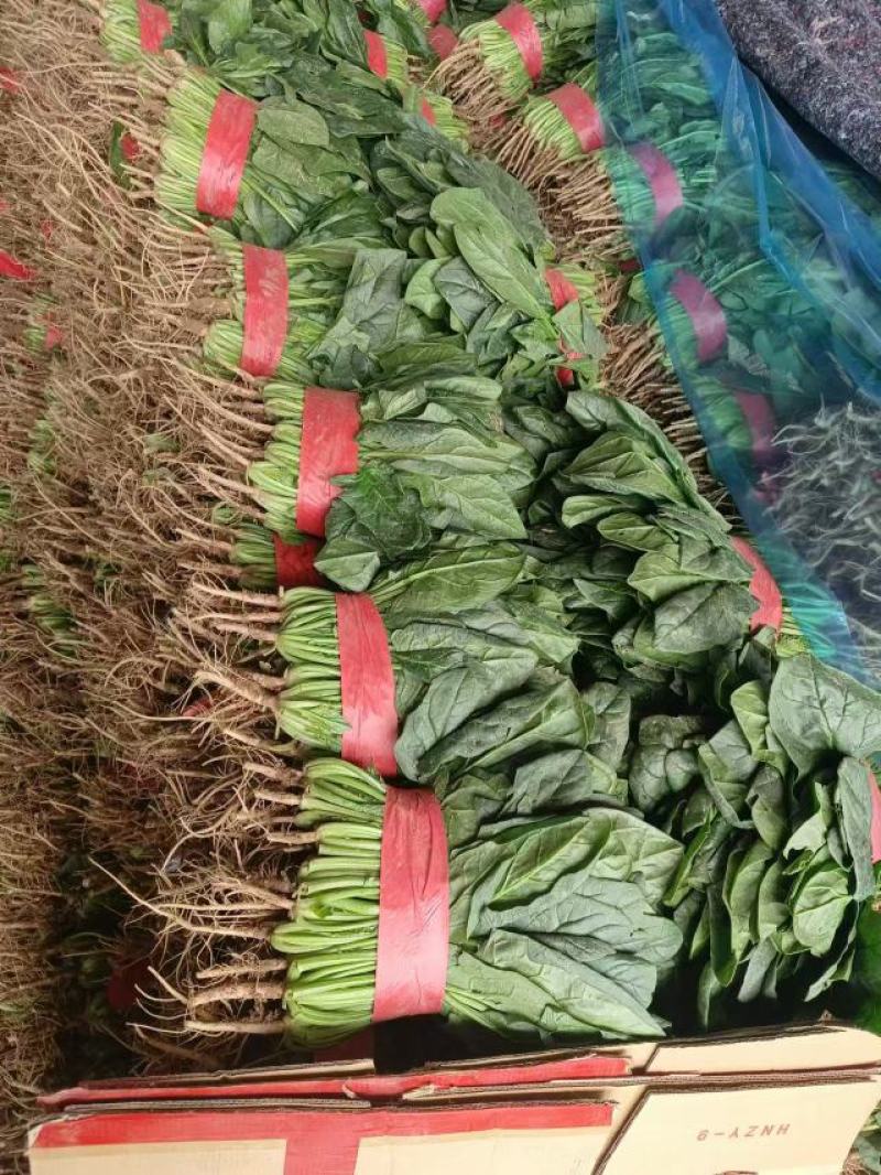 精品菠菜，大叶菠菜，大量上市，货源充足，邯郸产地直发