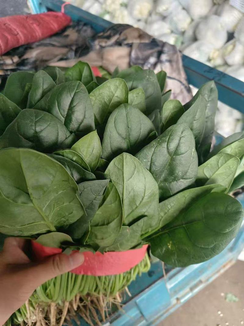 精品菠菜，大叶菠菜，大量上市，货源充足，邯郸产地直发