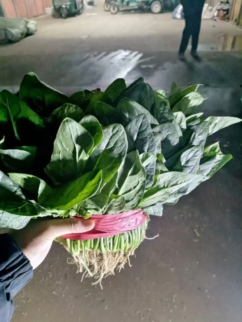 精品菠菜，大叶菠菜，大量上市，货源充足，邯郸产地直发