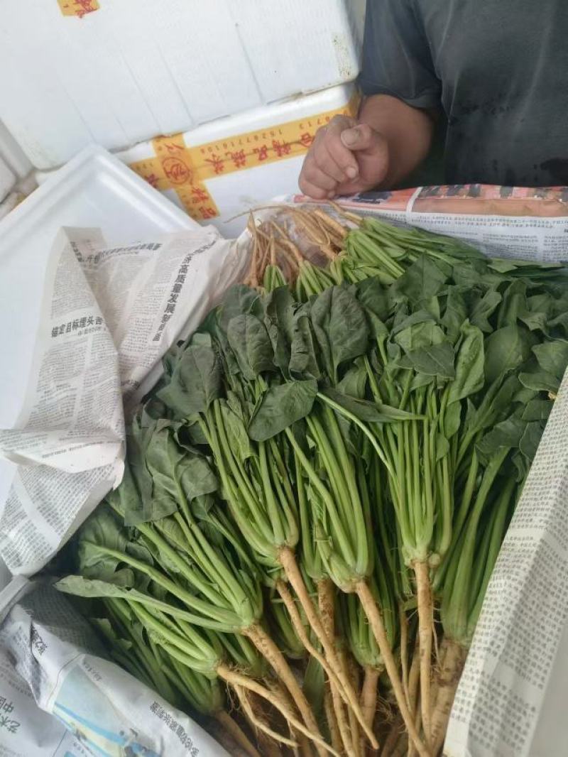 精品菠菜，大叶菠菜，大量上市，货源充足，邯郸产地直发