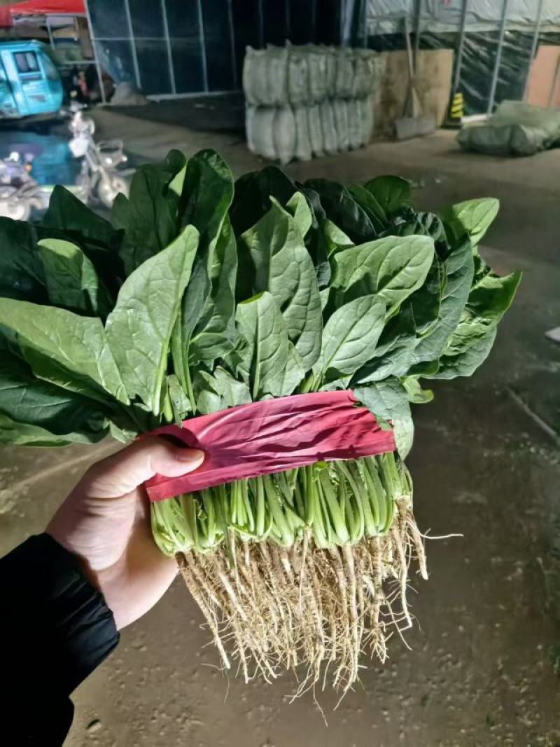 精品菠菜，大叶菠菜，大量上市，货源充足，邯郸产地直发