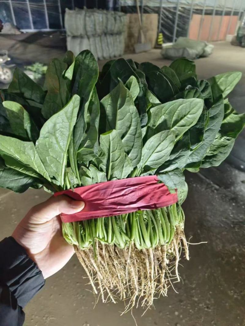 精品菠菜，大叶菠菜，大量上市，货源充足，邯郸产地直发