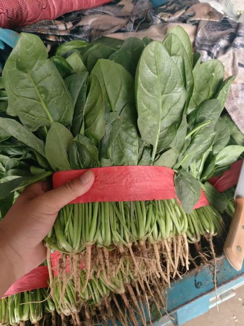 精品菠菜，大叶菠菜，大量上市，货源充足，邯郸产地直发
