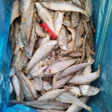 毛扣干，低盐深海鱼，空中自然干