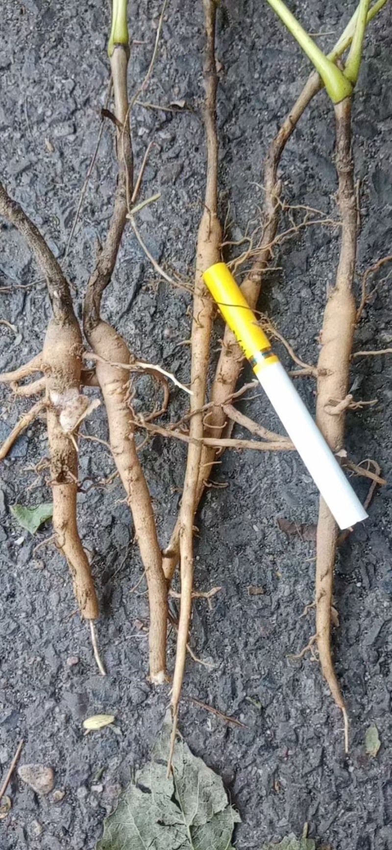 油牡丹苗药用牡丹赤芍苗规格齐全产地直销保湿邮寄