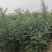 国槐小苗0.5-1公分产地直销保湿邮寄需要联系