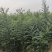 国槐小苗0.5-1公分产地直销保湿邮寄需要联系