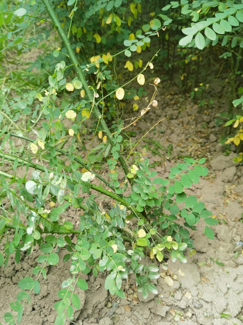 国槐小苗0.5-1公分产地直销保湿邮寄需要联系