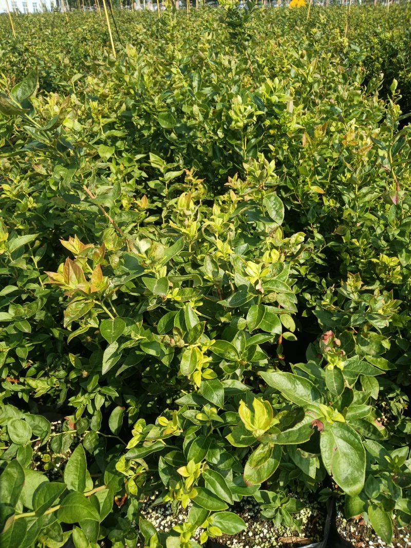 早熟大果杜克L绿宝石L11L25F6包品种可以实地考察