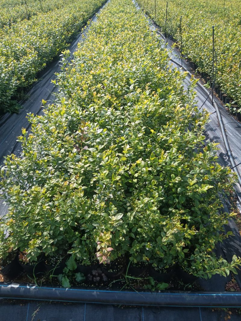 早熟大果杜克L绿宝石L11L25F6包品种可以实地考察