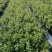 早熟大果杜克L绿宝石L11L25F6包品种可以实地考察