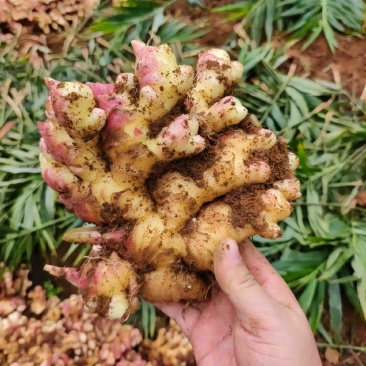 湖南2号嫩姜云南一手货源