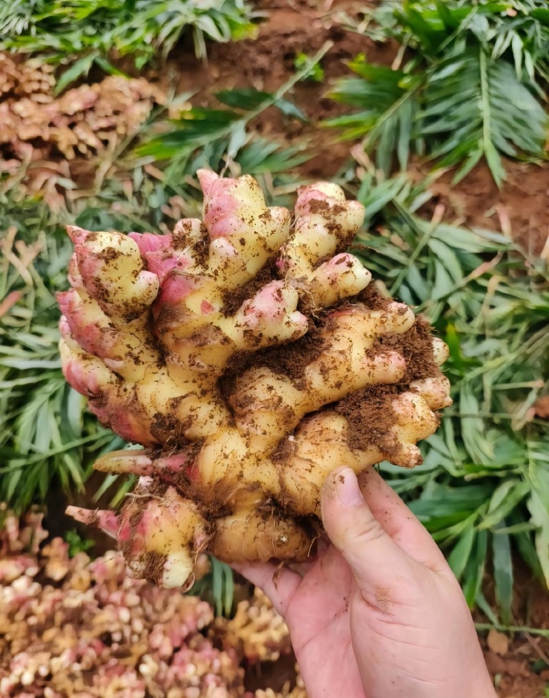 湖南2号嫩姜云南一手货源