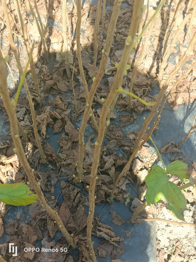 黑加仑树苗。基地直发，量大从优，欢迎来电咨询