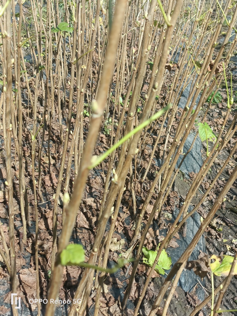 黑加仑树苗。基地直发，量大从优，欢迎来电咨询