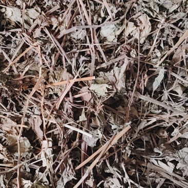 鱼腥草中药材批发价零售，一件代发，量大从优