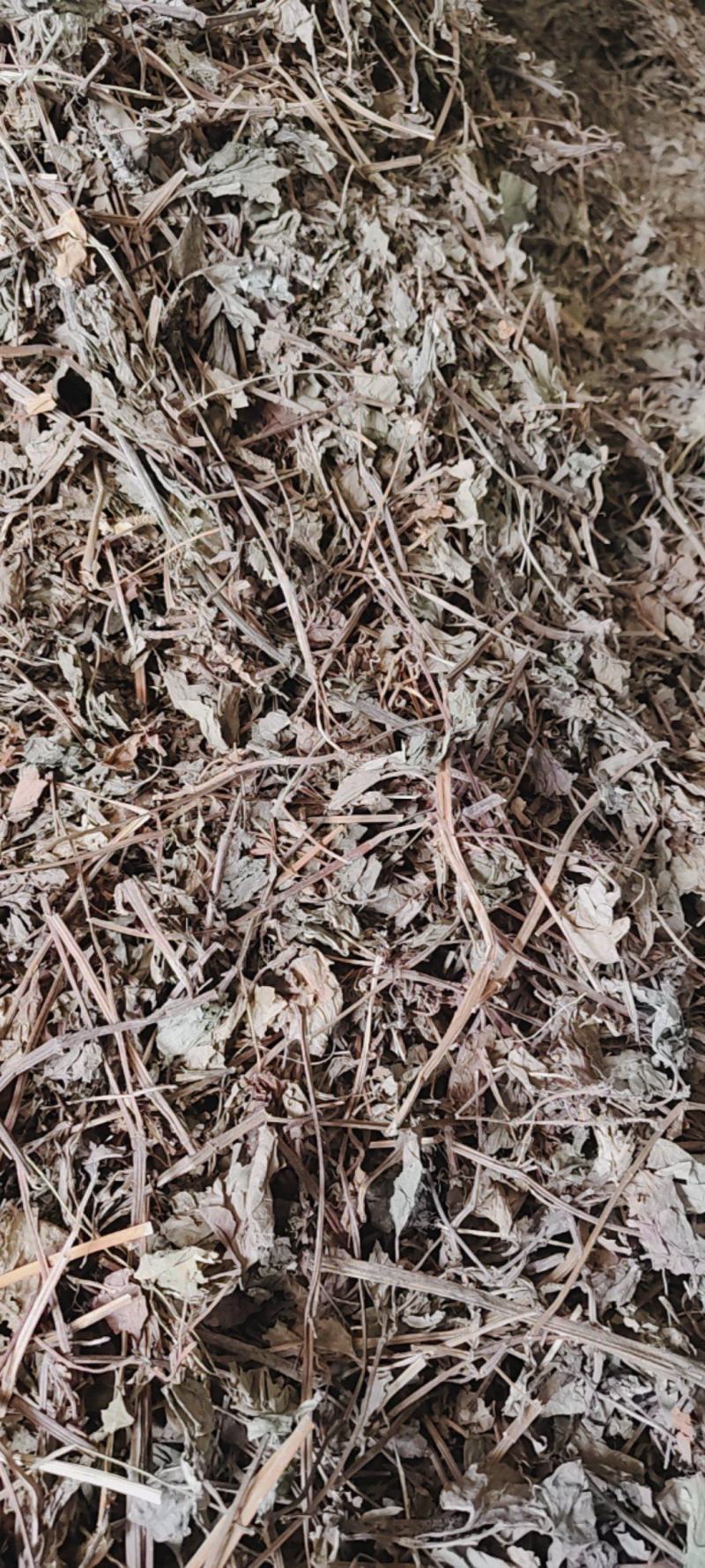 鱼腥草中药材批发价零售，一件代发，量大从优