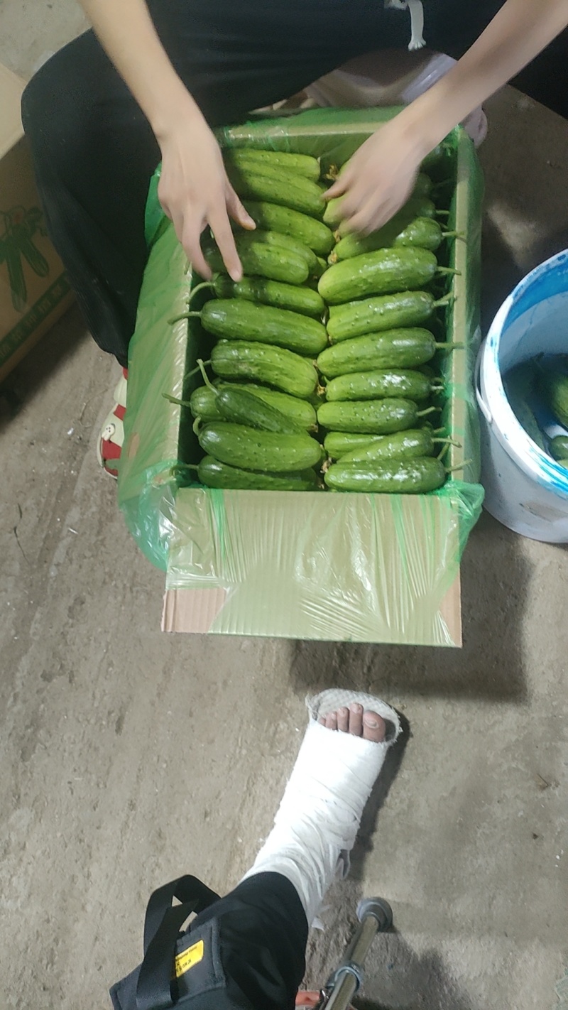 随州旱黄瓜，小黄瓜产地直发对接电商市场等