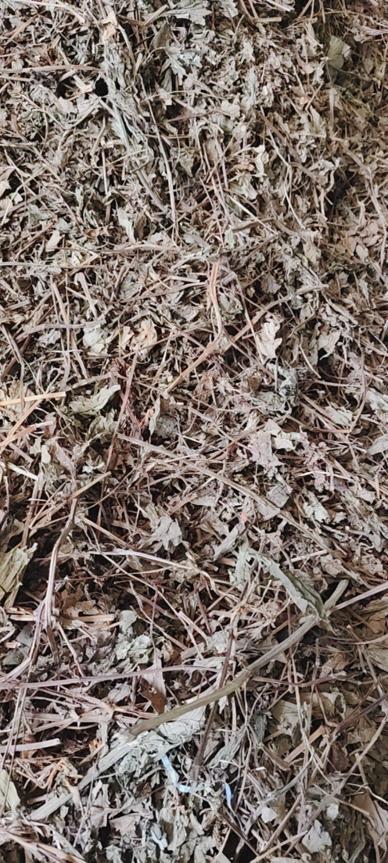 鱼腥草中药材批发价零售，一件代发，量大从优