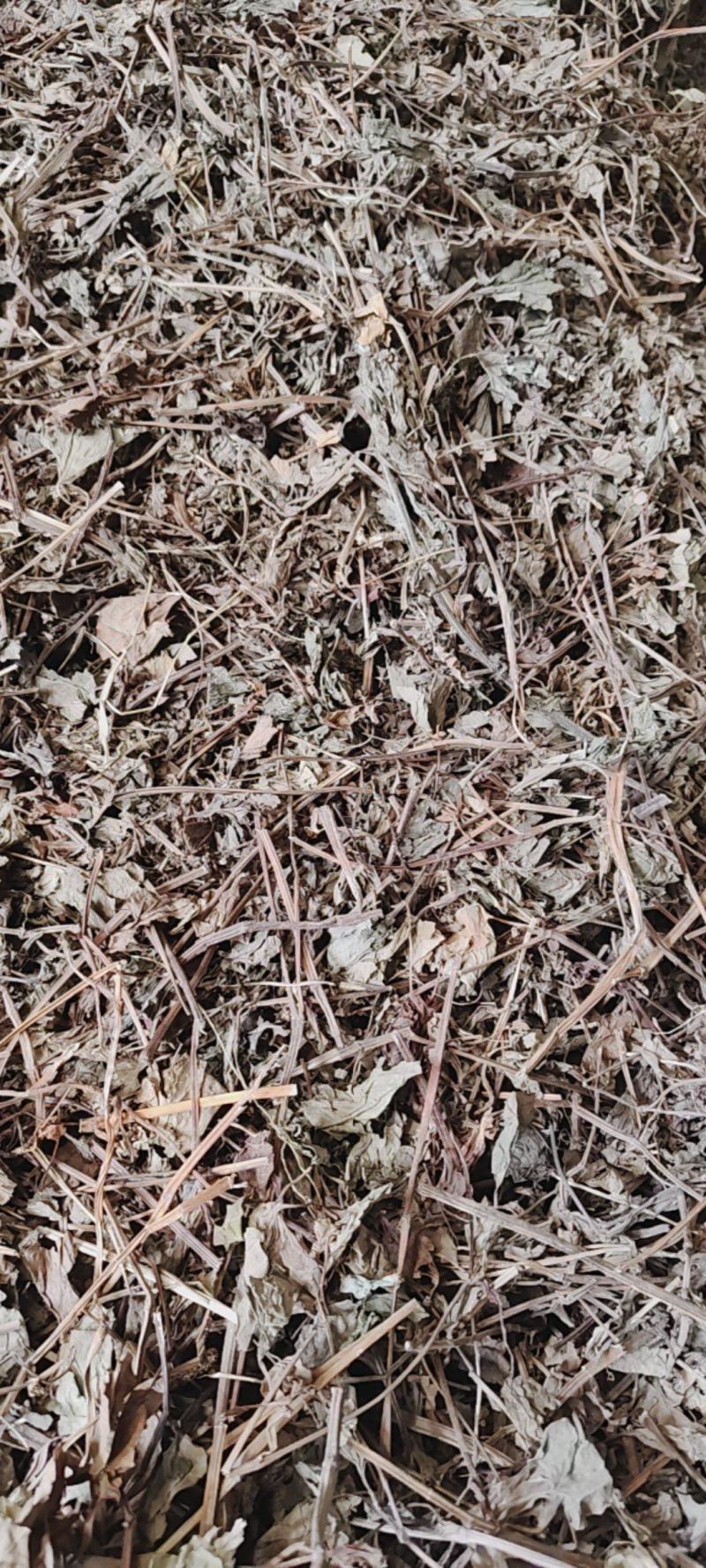 鱼腥草中药材批发价零售，一件代发，量大从优