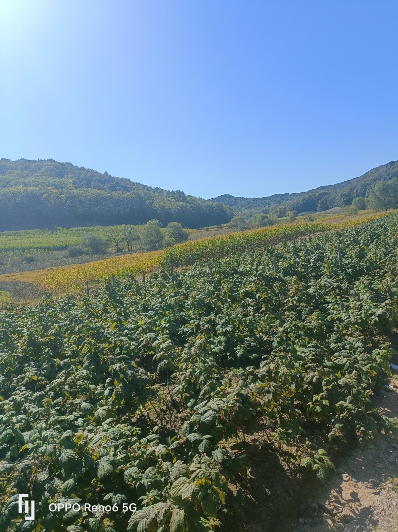 东北黑龙江树莓苗基地直发量大从优欢迎来电咨询