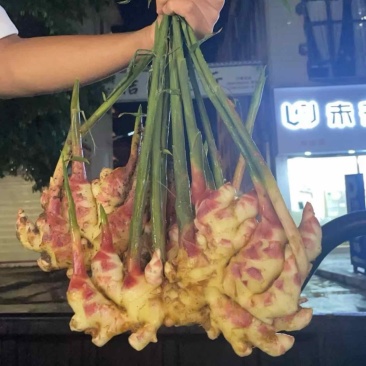 云南一手货源湖南2号嫩姜
