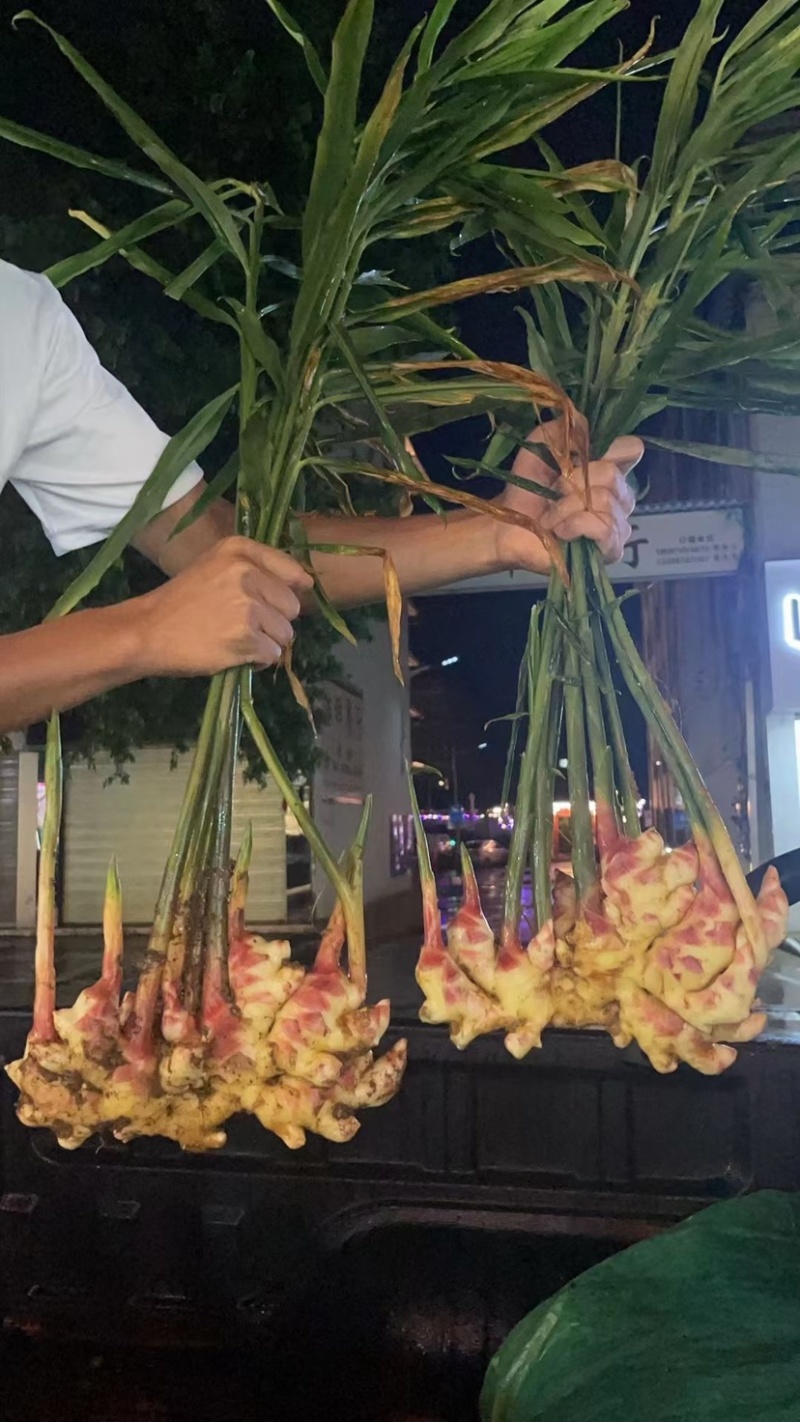 云南一手货源湖南2号嫩姜