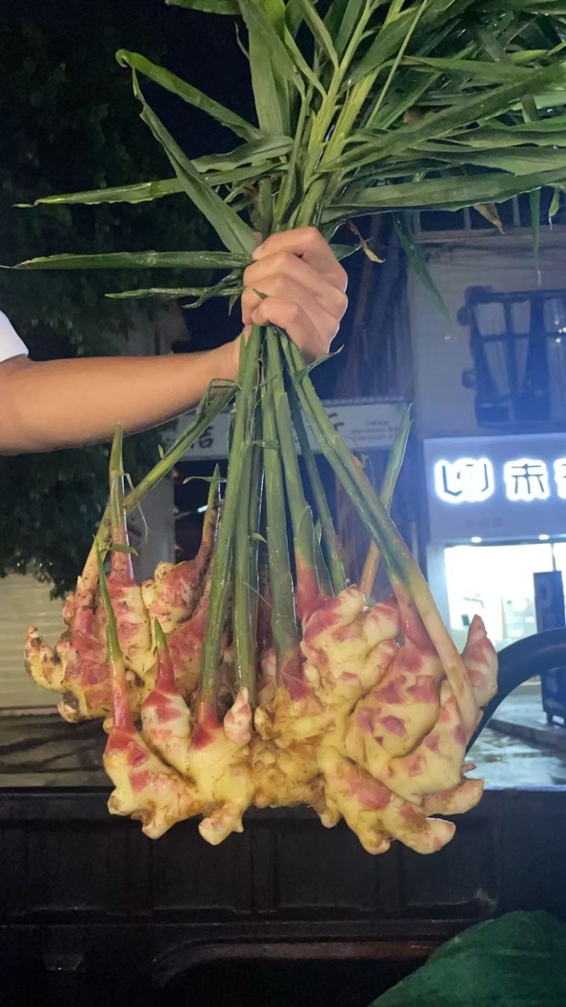 云南一手货源湖南2号嫩姜