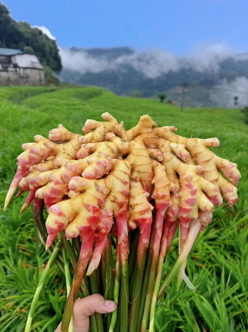 云南一手货源湖南2号嫩姜