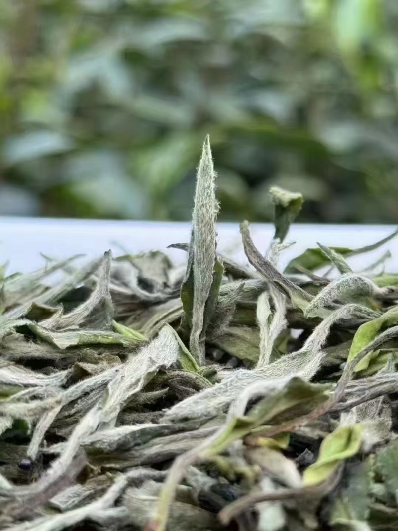 白杜丹