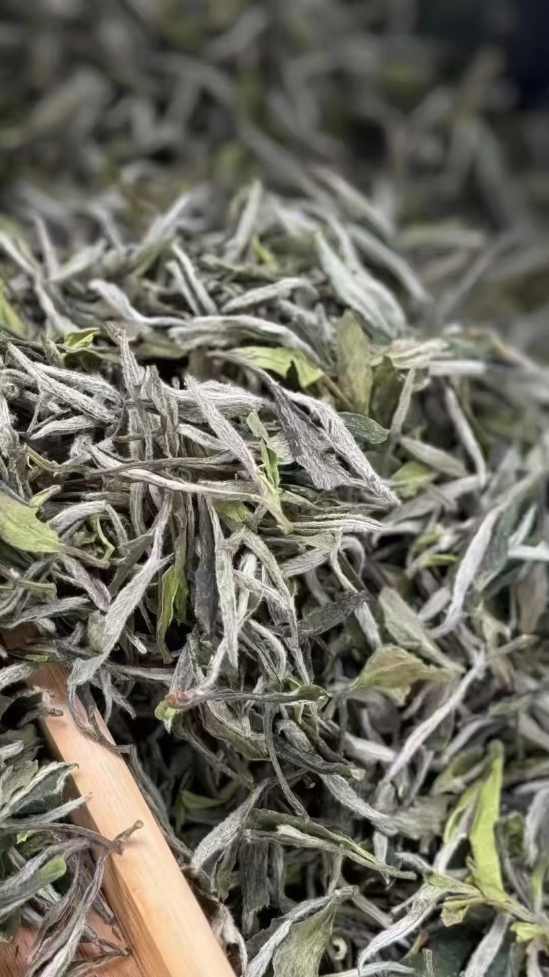 白杜丹
