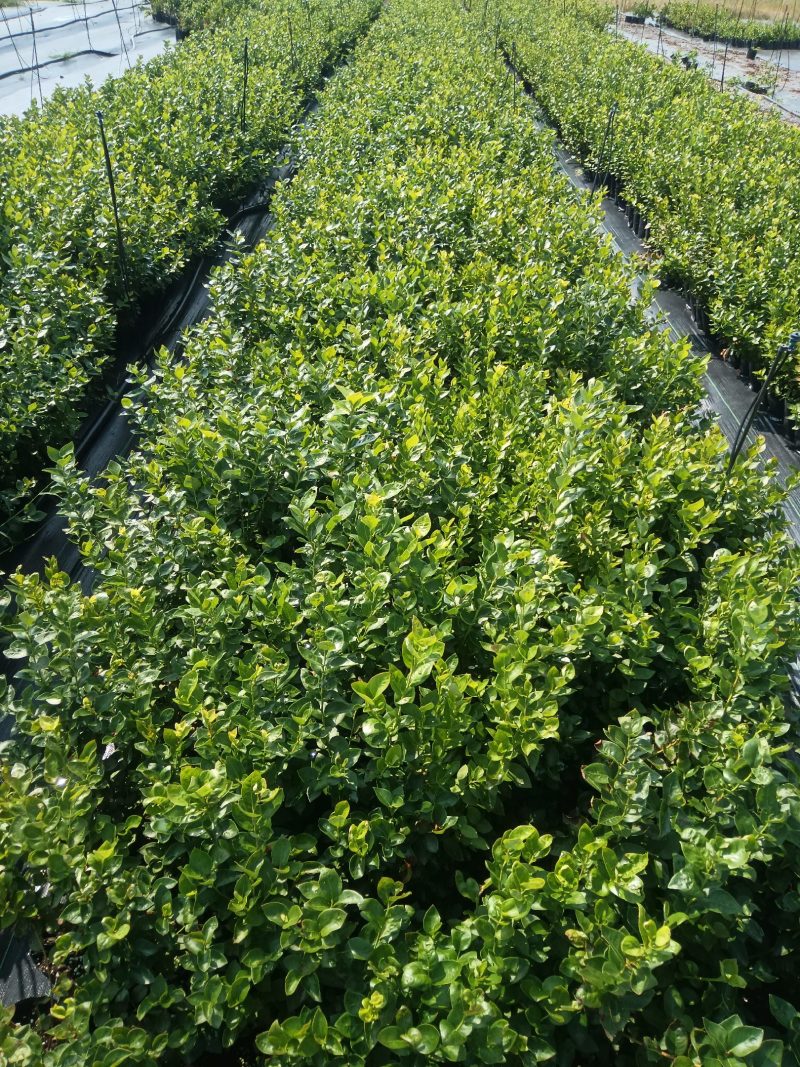 早熟大果绿宝石L杜克L11L25F6可提供技术指导
